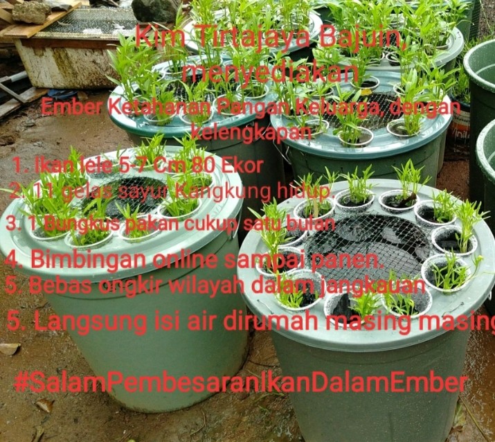 BANGUN KETAHANAN PANGAN KELUARGA DENGAN PEMBESARAN IKAN DALAM EMBER